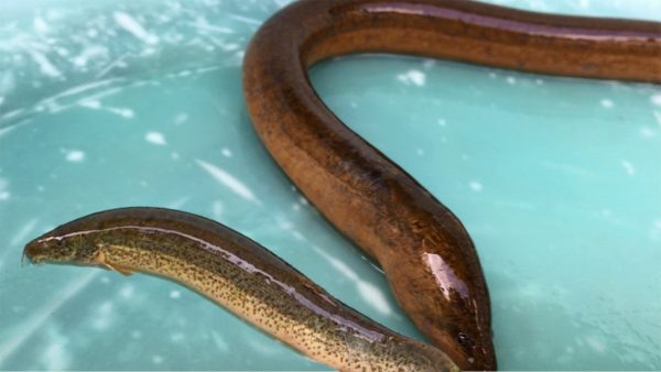 Con lươn đánh đề số mấy?