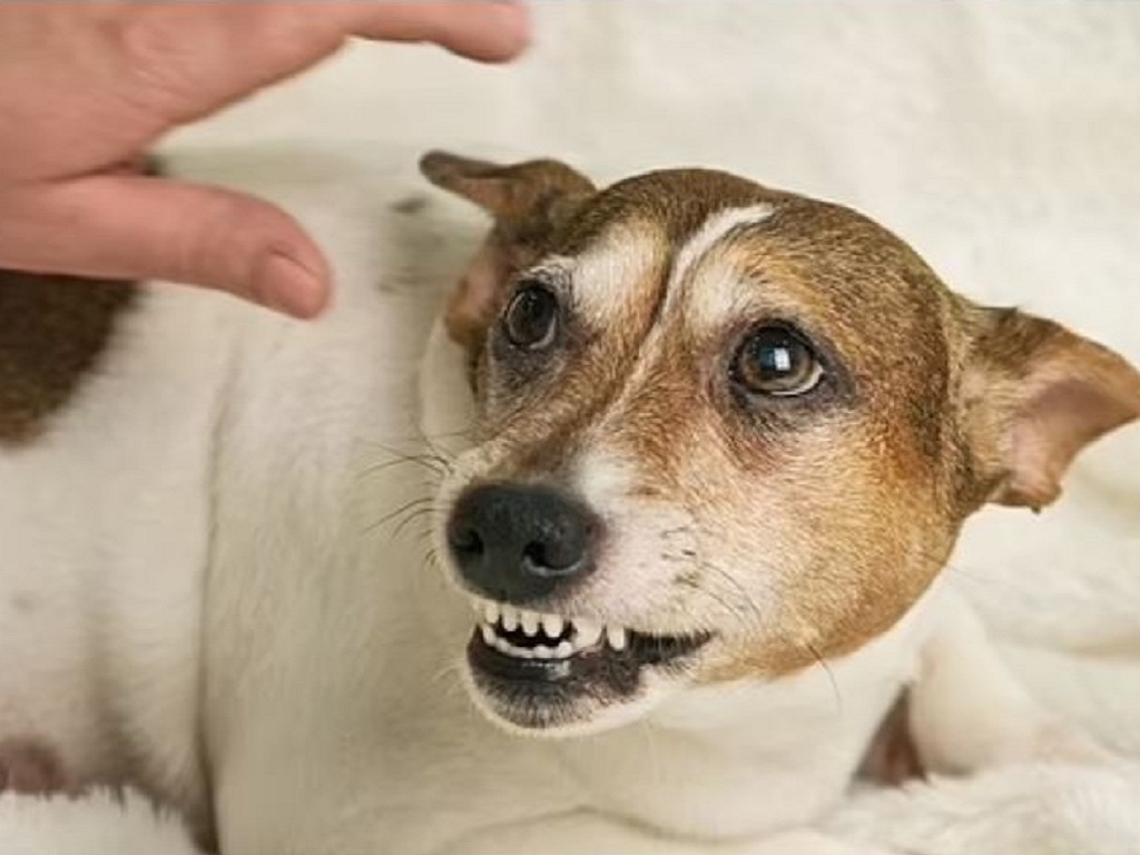 Mơ thấy bị chó cắn vào tay