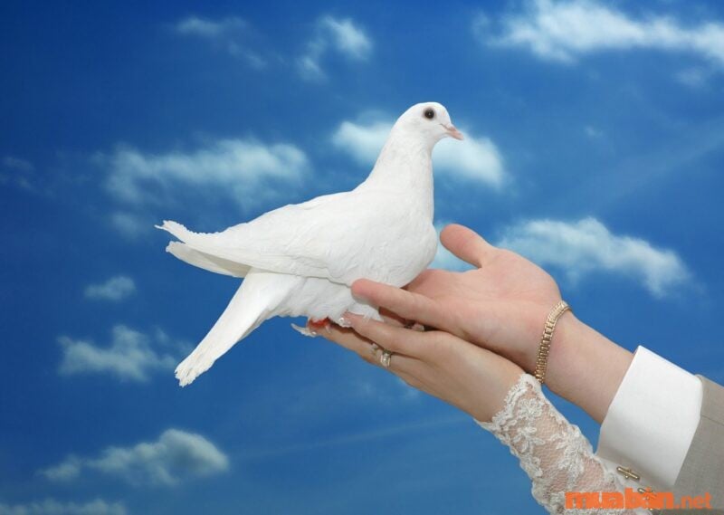 Mơ Thấy Biết Bay Đánh Con Gì?