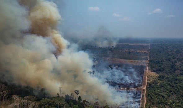 Mơ thấy cháy rừng lớn có phải là điềm xấu?