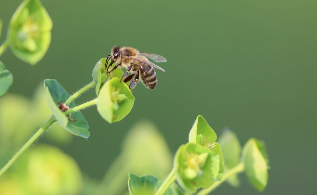 Mơ Thấy Con Ong Đánh Đề Số Mấy?