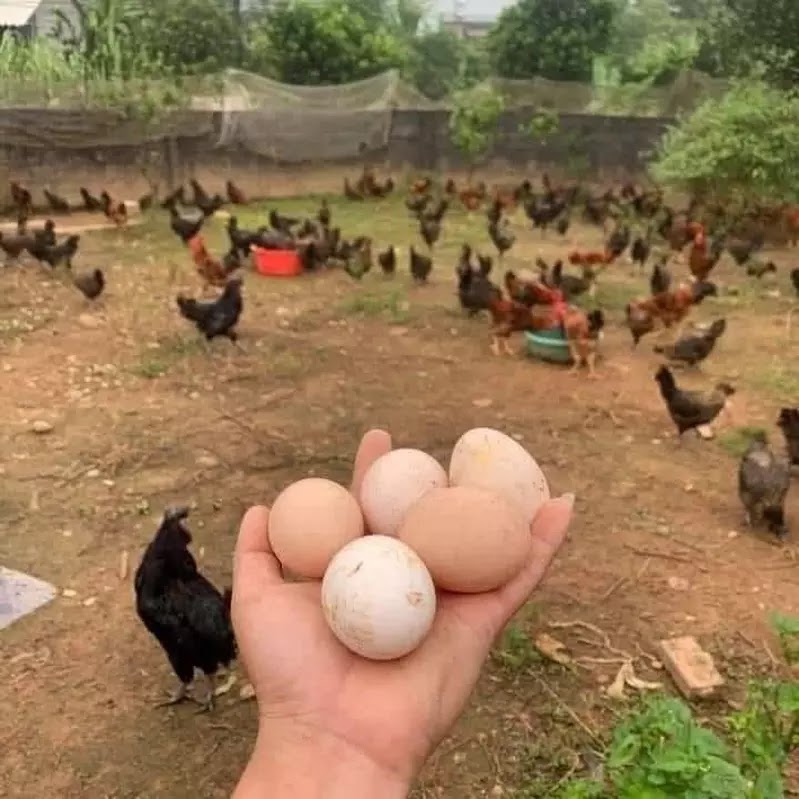 Mơ Thấy Gà Đẻ Trứng Ý Nghĩa và Điềm Báo